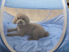 -小胖子功夫龙虾(浦泰和天下店)