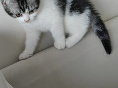 -创凡宠物医院·骨专科  猫科中心(西乡分院)