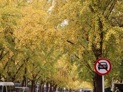-三里屯东五街银杏大道