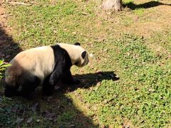 -云南野生动物园