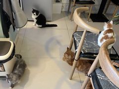 -平行世界·猫咖(首经贸店)