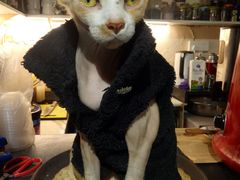 -猫色咖啡·猫咖