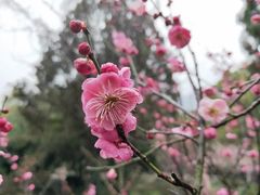 -林屋梅海青梅保护基地