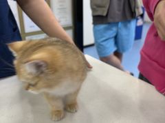 -博特宠物医院24h犬猫全科.骨科·异宠