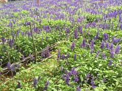 -金马仑薰衣草花园(Cameron Lavender)