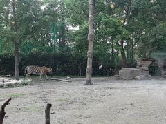 -上海野生动物园老虎餐厅