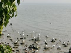 -深圳湾公园(南山区)