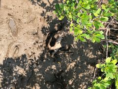 -北海金海湾红树林生态旅游区