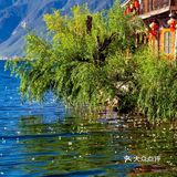 会把小白花送到离它根叶很远很远的地方