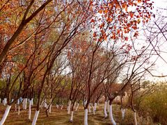 -大兴滨河森林公园