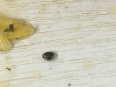 -南湖胖子砂锅(南湖店)