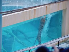 -清迈夜间动物园