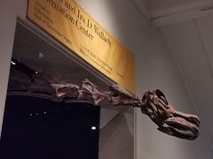 -美国自然历史博物馆