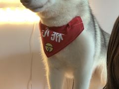 -Husky Go! 哈士奇体验馆·宠物咖啡厅狗咖