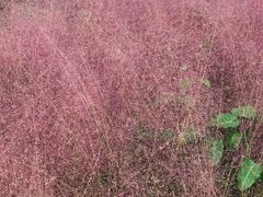 -南通洲际绿博园