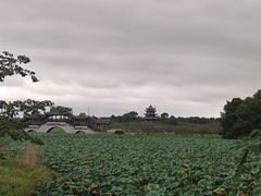 -上海海湾国家森林公园