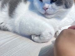 -Heymao猫咖.咖啡厅(东门店)
