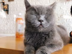 -平行世界·猫咖(首经贸店)
