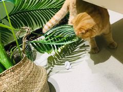 -藏猫猫咖啡主题馆(中央大道店)