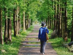 -合肥滨湖国家森林公园