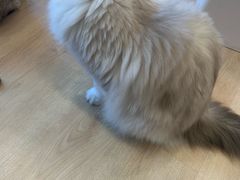 -有喵·猫咖·狗咖·30几只猫10只小狗(岗厦店)