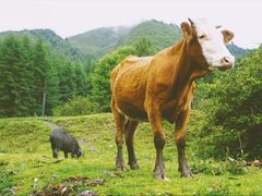 -硗碛藏寨·神木垒景区