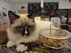 -平行世界·猫咖(首经贸店)