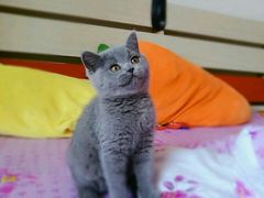 -东方名猫馆·英短金渐层布偶猫舍(环线广场1号楼店)