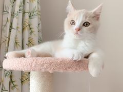 -东方名猫馆·英短金渐层布偶猫舍(环线广场1号楼店)