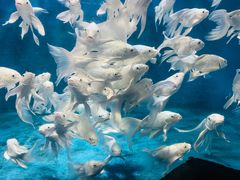 -西安曲江海洋极地公园
