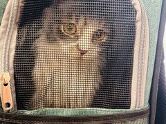 -博特宠物医院24h犬猫全科.骨科·异宠