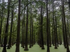 -渌洋湖湿地公园