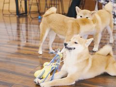 -豆柴町-柴犬主题狗咖(红鼎国际C座店)