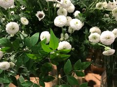 -植物学家的女儿(北马道巷店)