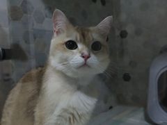 -宠爱国际动物医院·消化内科·心肾内科·ISFM猫友好(望京店)