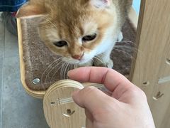 -飞行喵MR PILOT|猫舍·猫咖(静安大融城店)