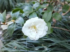 -西湖外事游船(花港观鱼码头)