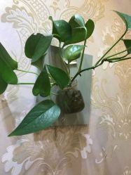 -久匠半永久纹眉