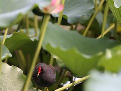 -荔湾湖公园