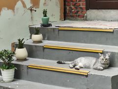 -猫岛主趣味餐厅(鼓浪屿店)