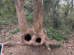 -上海佘山国家森林公园天马山园