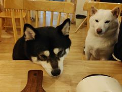 -柴の食堂·日式家庭料理·熊之肆(大学路店)