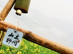 -桑洲油菜花景区