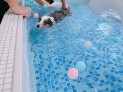 -BABYDOG宝贝狗宠物乐园(欧洲城店)
