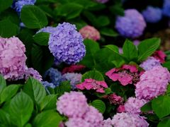 -国家植物园南园