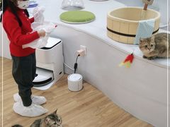 -COLOR PETS 撸猫馆·购猫·猫咖(长风大悦城店)