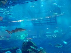 -迪拜水族馆及水下动物园