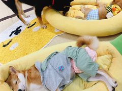 -逗柴咖啡屋·狗咖猫咖宠物桌游