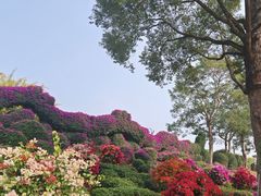 -东南花都花博园