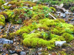 -硗碛藏寨·神木垒景区